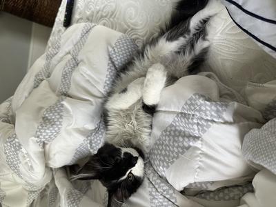 fluffy black and white cat