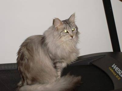 Saphira