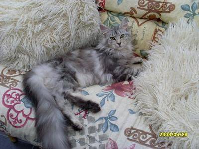 Saphira