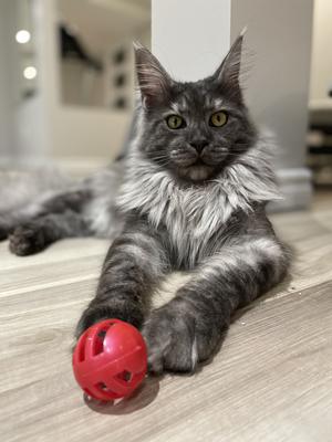gorgeous black smoke maine coon kitty posing with a red ball.
