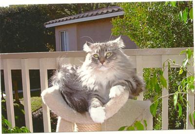 purebred silver male maine coon