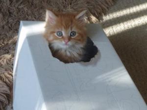 Simba