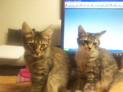 Sisters! two cute kittens