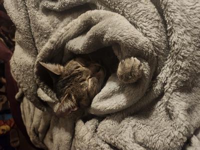 short haired tabby cat curled up in bedding.