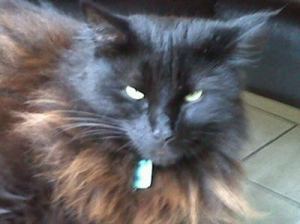 Sooty