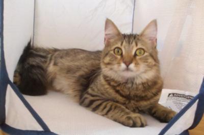 Stella
