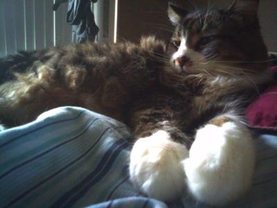 brown/white maine coon lounging