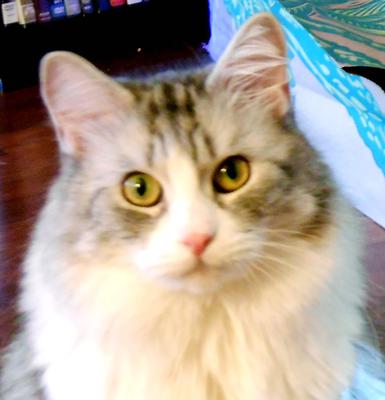 Sylvie