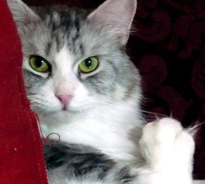 Sylvie