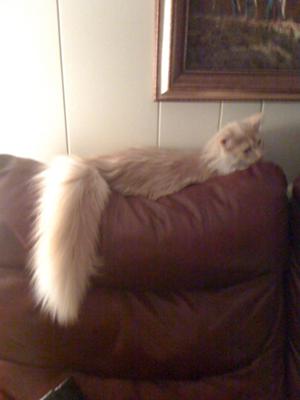 cat tail