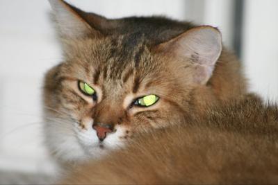 Taz