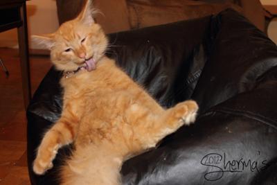 Tigger