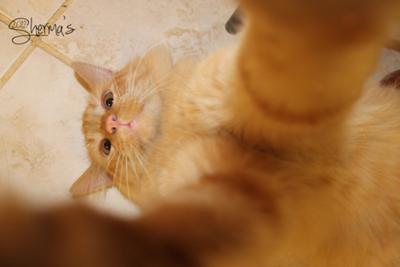 Tigger