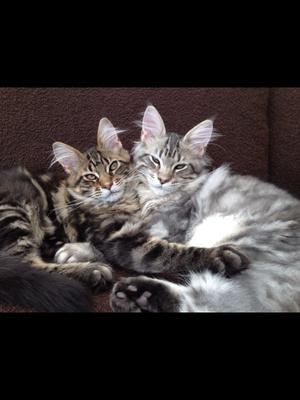 Tom and Jerry