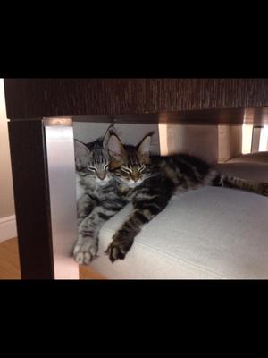 Tom and Jerry