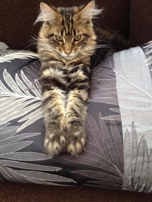 Tom and Jerry