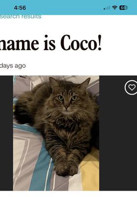 fluffy brown mix kitty.