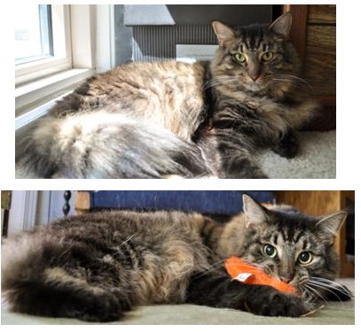 Travis! travis the brown tabby maine coon