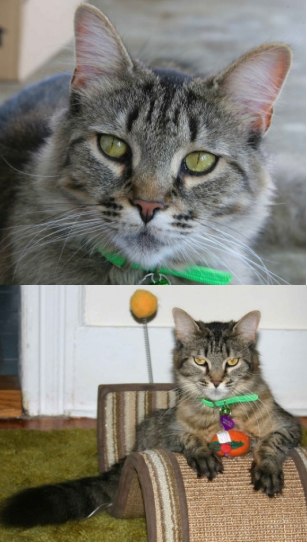 Twinkle! twinkle the rescue cat