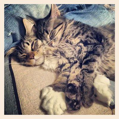 two polydactyl brown tabby Maine Coons cuddling and sleeping