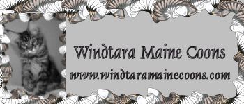 windtara maine coons cattery banner