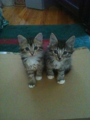 Yaya and Gumbeaux