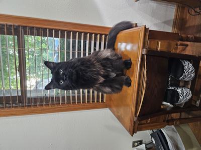 purebred black maine coon cat sitting pretty on a dresser.