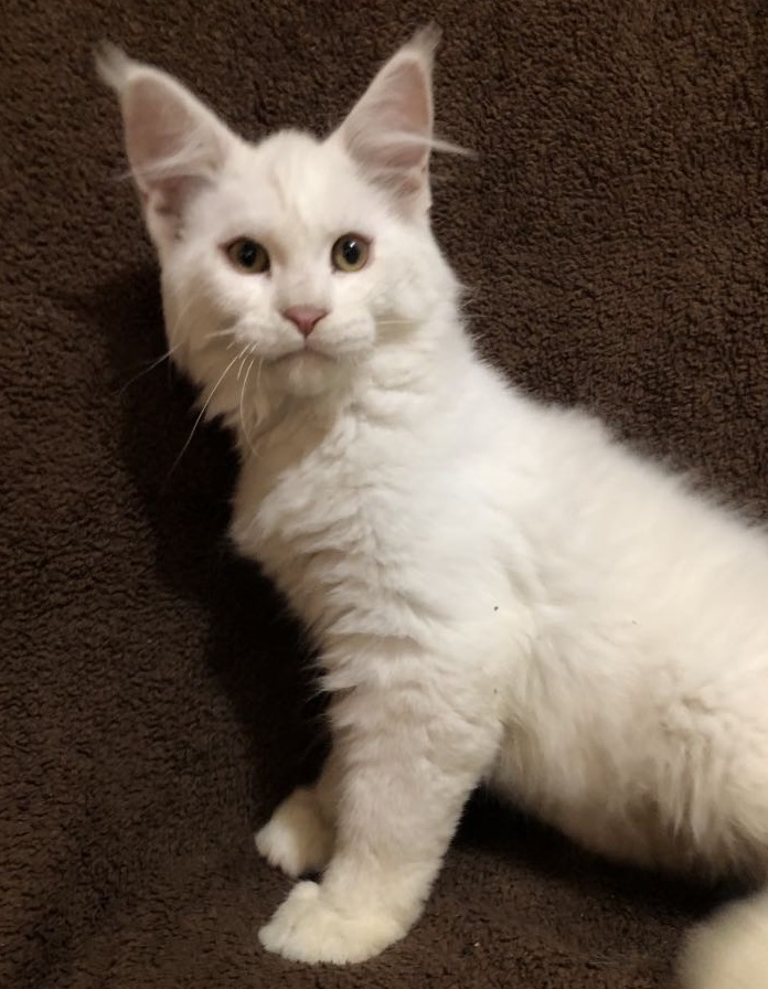 Pale Roan the Kitten yellowstone kitten pale roan