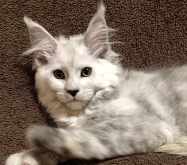 Rumor the Kitten yellowstone kitten rumor
