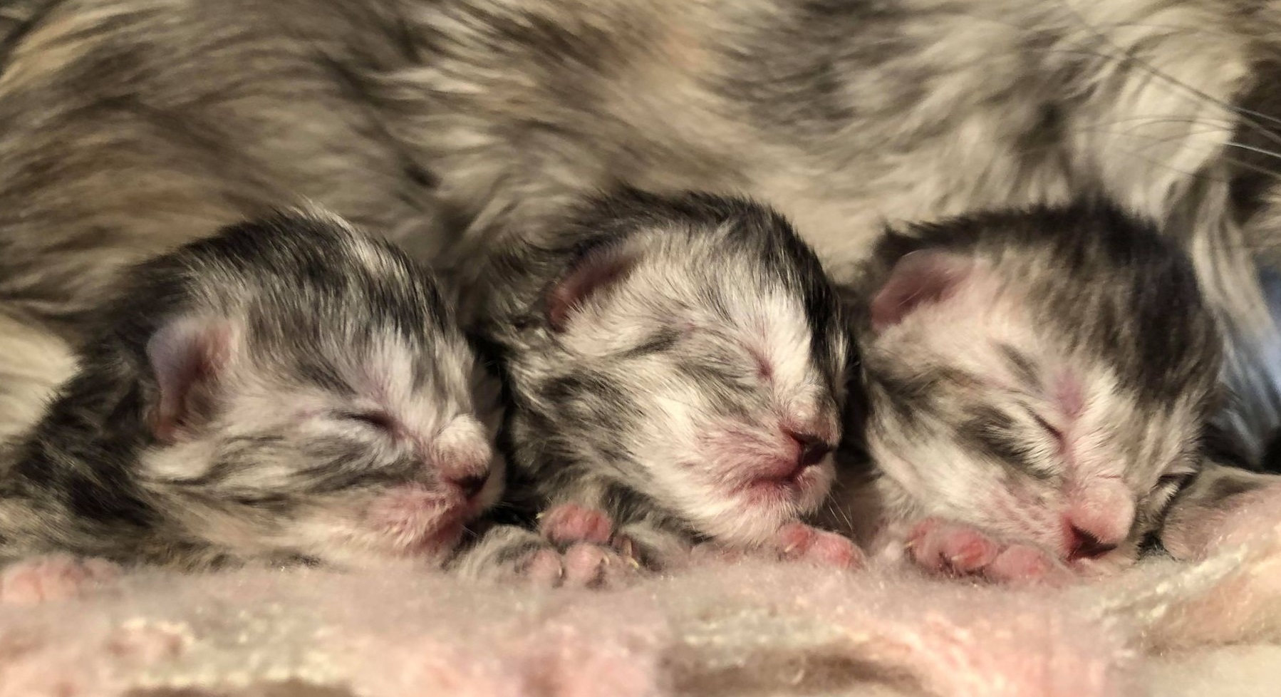 three newborn kittens