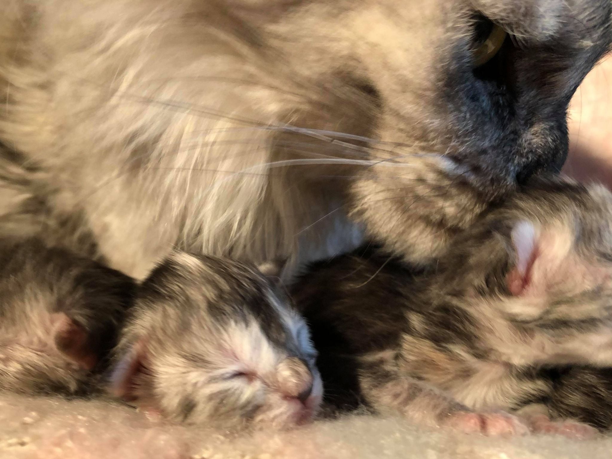 maine coon mama and kittens