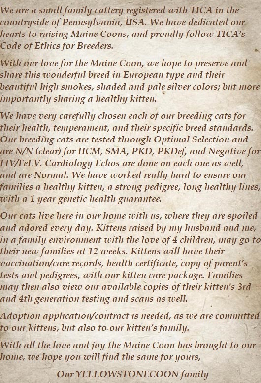About Yellowstonecoon Cattery about yellowstonecoon cattery