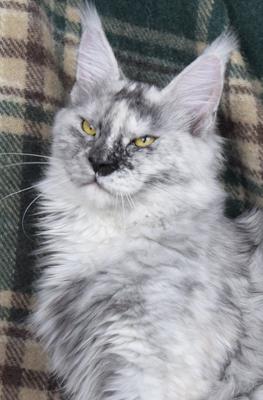 purebred young silver maine coon cat