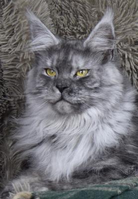 purebred young silver maine coon cat