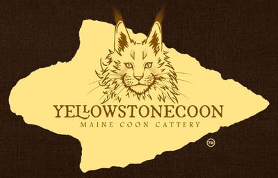 Yellowstonecoon Cattery yellowstonecoon cattery