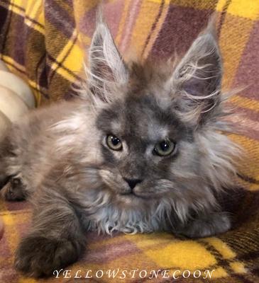 Honey purebred black smoke maine coon kitten from yellowstonecoon cattery.