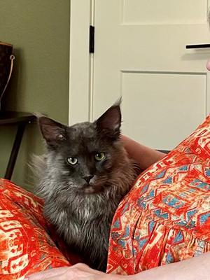 Yeti blue smoke male maine coon on a bed.