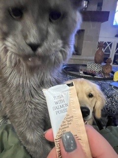Yeti blue smoke maine coon cat with dog in background.