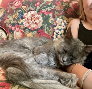 Yeti blue smoke maine coon cuddled up against a person.