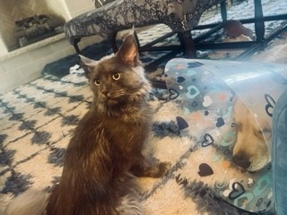 Yeti young grey maine coon cat on a floor next to a golden dog.