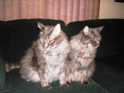 Yoda & Kiko