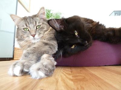 Yoda and Mogli