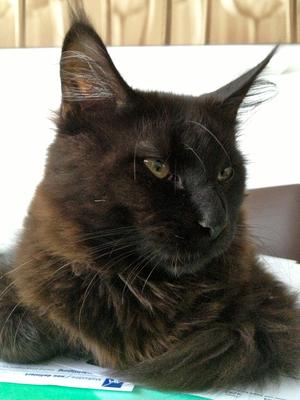 Mogli