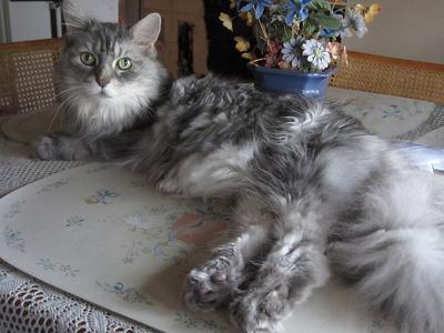 classic silver maine coon cat