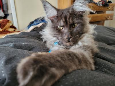 young black smoke maine coon reaching with paw named stanley.
