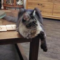 Lucy young black smoke maine coon cat