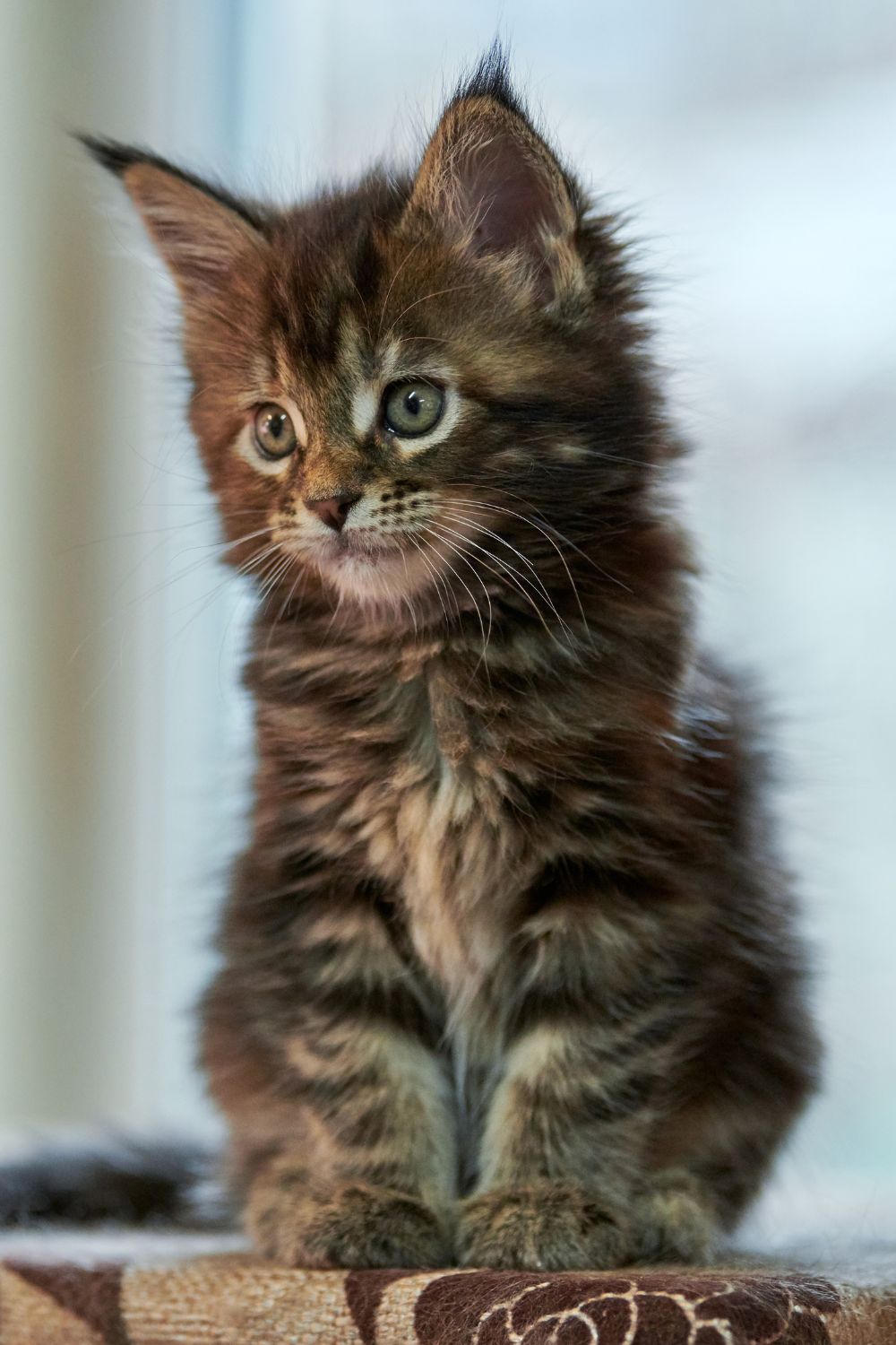 Adorable Baby young tabby maine coon kitten