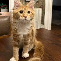 Walter young orange and white maine coon kitten