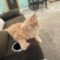 Boris young red silver kitten on couch