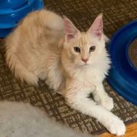 Phoenix young silver cameo maine coon kitten